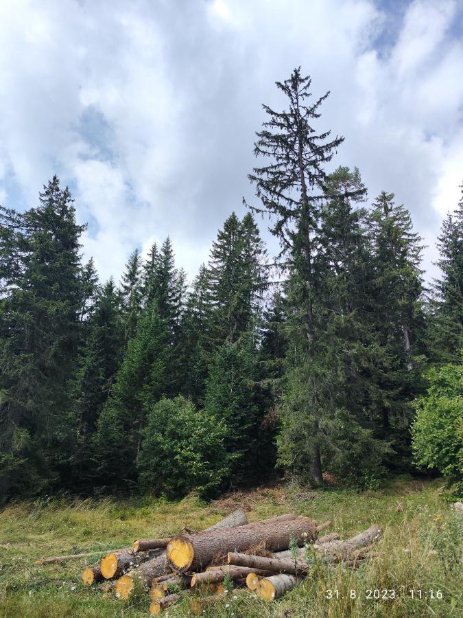 Vila Carobna Suma Tara Bajina Basta Exterior foto